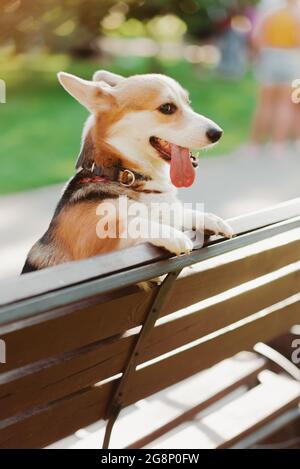 Cesto di vimini con cuccioli piccoli su coperta bianca. Cestino pieno di  felicità. Animali domestici. Infanzia. Manutenzione e alimentazione di  animali domestici. Allevamento di cani Foto stock - Alamy