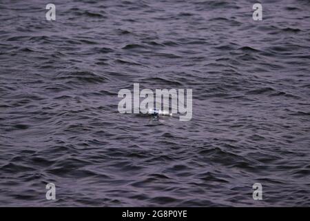 Una bottiglia di plastica galleggia nell'acqua di mare a Belfast Lough in Holywood, Co. Down, Irlanda del Nord. Foto Stock