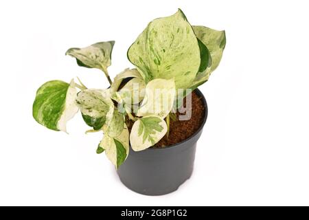 Piccola pianta esotica 'Epipremnum Aureum Manjula' pothos in vaso di fiori isolato su sfondo bianco Foto Stock