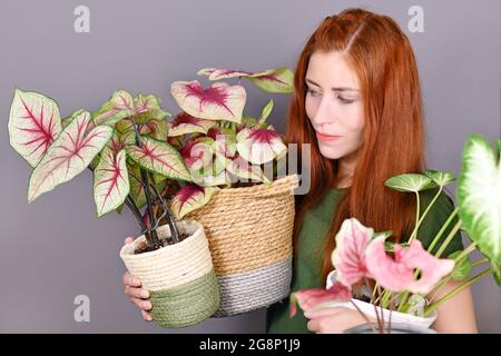 Donna con capelli rossi che tiene molte piante tropicali di Caladium in vasi di fiori Foto Stock