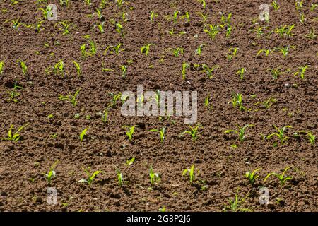 Campo con giovani piantine di mais in una giornata di sole Foto Stock