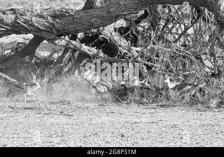 Nero-backed sciacalli in corrispondenza di una carcassa di antilope nel sud della savana africana Foto Stock