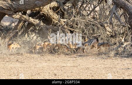 Nero-backed sciacalli in corrispondenza di una carcassa di antilope nel sud della savana africana Foto Stock