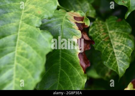 Marrone e giallo danno da antracnosio sulla foglia verde di robusta pianta del caffè albero, malattie delle piante che danneggiano l'agricoltura Foto Stock