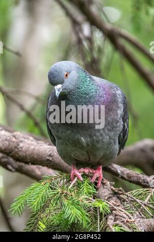 Il grasso di Pigeon è importante seduta su un ramo. Il piccione domestico bird e sfocata sfondo naturale. Grigio colomba bird. Foto Stock