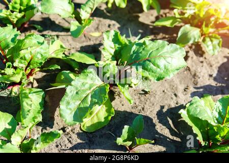 La verdura di barbabietola cresce nel giardino in un terreno biologico. Concetto di sano eco Foto Stock