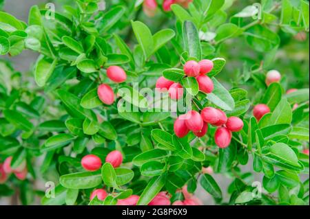 alberi di karanda thailandesi con molti frutti di bosco Foto Stock