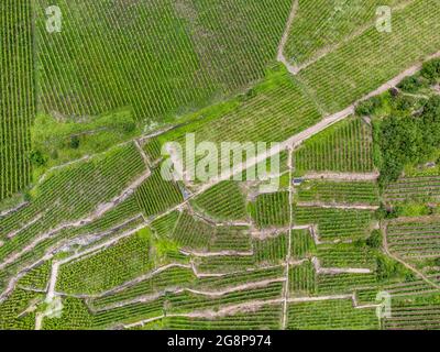 Vista aerea di un vigneto in Sassonia Foto Stock