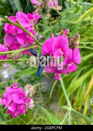 rara ape di legno su un fiore nel giardino Foto Stock