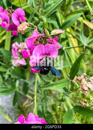 Xylocopa valga palpatore nero ape di legno su un fiore Foto Stock