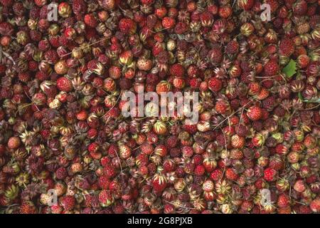 Vista dall'alto sulla raccolta di fragole cremose o Fragaria viridis specie di fragole selvatiche che crescono in prati o radure forestali Foto Stock