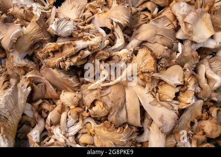 Funghi di ostrica appena raccolti o Pleurotus ostreatus in un mucchio al mercato di un agricoltore, ricca fonte di umami ingrediente gourmet utilizzato in molti piatti Foto Stock