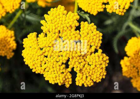 Il fiore giallo achillea 'Coronation Gold' (Achillea filipendulina), Inghilterra, Regno Unito Foto Stock