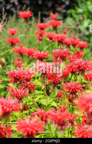 I fiori rossi di Bee Balm o Bergamot, Monarda 'Cambridge Scarlet', Inghilterra, Regno Unito Foto Stock