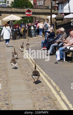 Cinque adulti Greylag Geese passando per file di persone sedute sui posti accanto a King Street, York, North Yorkshire, Inghilterra, Regno Unito. Foto Stock