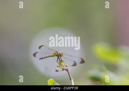 primo piano libellula seduta su un fiori Foto Stock