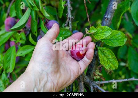 Mano sinistra tenendo una ciliegia prugna sullo sfondo di ciliegia prugna albero Foto Stock