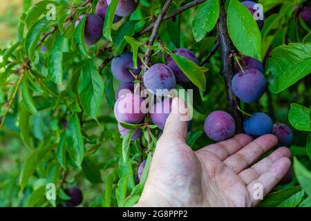 Tenendo la mano sinistra toccando una ciliegia prugna sull'albero Foto Stock