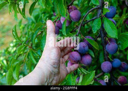 Tenendo la mano sinistra toccando una ciliegia prugna sull'albero Foto Stock