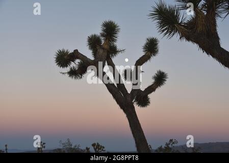 Un paesaggio desertico al tramonto con un primo piano di luna che sorge tra i rami di Joshua Tree. Nota il villaggio di Joshua Tree in lontananza. Foto Stock