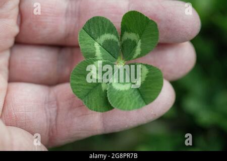 Un singolo trifolio bianco a quattro foglie, trifolium si reprime appena selezionato e tenuto tra le dita di una mano femminile, paesaggio Foto Stock
