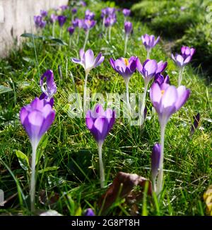 Porpora fiorito specie Crocus tommasinianus in erba in un giardino d'inverno Febbraio UK Foto Stock