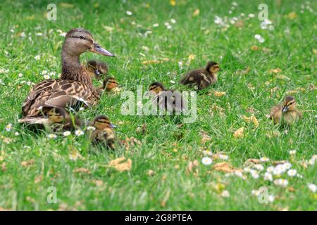 Anatra mallard femminile con carine anatroccoli in erba verde, Germania Foto Stock