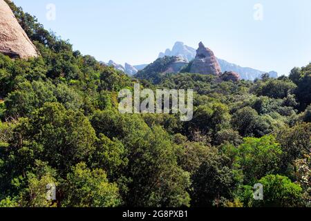 Fitta foresta che cresce sulle montagne . Verde bosco delle montagne di Montserrat in Catalogna Foto Stock