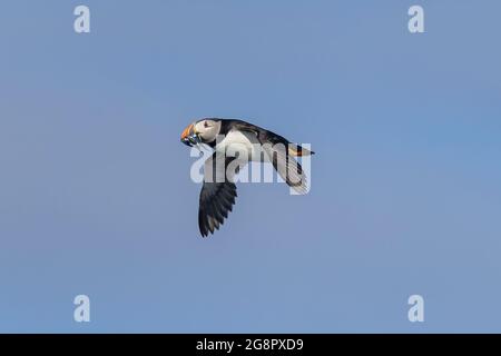 Un puffin Atlantico (puffin comune, Fratercla artica) in volo con un becco pieno di anguille di sabbia, pesci per nutrire i suoi giovani: Coquet Island, Northumbria Foto Stock