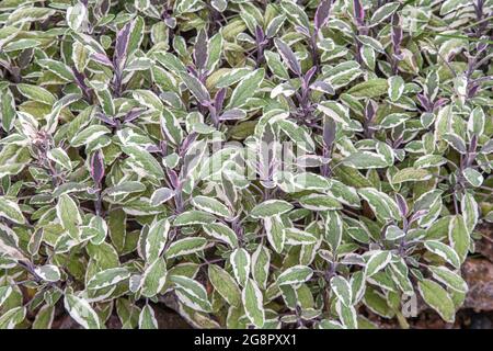 Salvia officinalis Tricolore Sage variegato una varietà attraente di salvia da giardino con foglie di bordo crema arrossate di rosa su crescita giovane Foto Stock