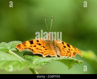 Comma Butterfly Polygonia c-album a riposo in condizioni nuvolose con antenne verticali - Somerset UK Foto Stock