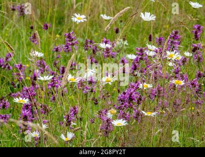 Betony Betonica officinalis e Oxeye Daisies Chrysanthemum leucanthemum in un prato di fiori selvatici a Anners Gorse in Dorset UK Foto Stock