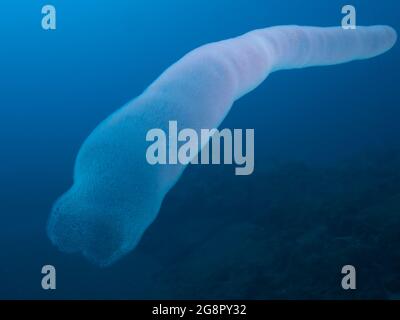 Salps del fuoco ( Pyrosomatida) nelle acque aperte dell'oceano Atlantico, Madera Portogallo Foto Stock