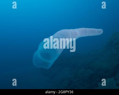 Salps del fuoco ( Pyrosomatida) nelle acque aperte dell'oceano Atlantico, Madera Portogallo Foto Stock