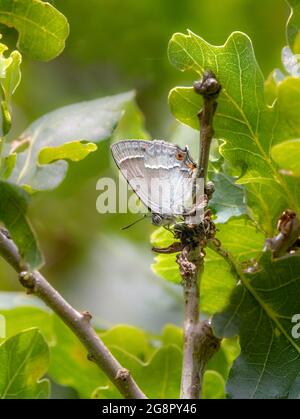 Purple Hairstreak Neozephyrus quercus a casa in alto nei rami di un albero di quercia ad Alners Gorse in Dorset UK Foto Stock