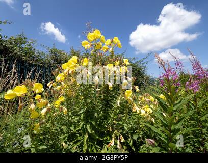 Serata comune Primrose Oenotera biennis che cresce come un'erbaccia con Rosebay Willowwib su terra di rifiuti a Bristol Regno Unito Foto Stock