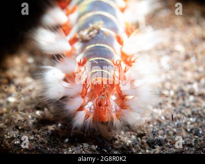 Ermodice carunculata (Ermodice carunculata) strisciando sul fondo sabbioso, primo piano, Madera, Portogallo Foto Stock