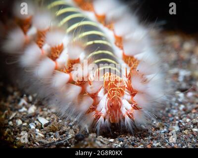 Ermodice carunculata (Ermodice carunculata) strisciando sul fondo sabbioso, primo piano, Madera, Portogallo Foto Stock