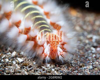 Ermodice carunculata (Ermodice carunculata) strisciando sul fondo sabbioso, primo piano, Madera, Portogallo Foto Stock