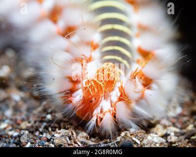 Ermodice carunculata (Ermodice carunculata) strisciando sul fondo sabbioso, primo piano, Madera, Portogallo Foto Stock