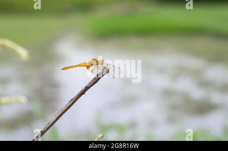 Una libellula arancione con ali trasparenti appoggiate su un tronco di albero morto isolato su sfondo sfocato Foto Stock