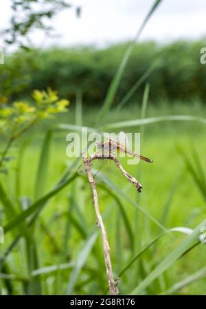 Bella libellula arancione che riposa su un tronco di albero morto nella giungla da vicino con morbido sfondo verde bokeh Foto Stock