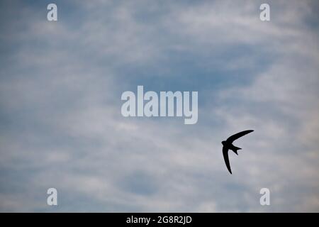 La Swift, Apus apus, in volo. Uccello silhouette nel cielo. Tempo nuvoloso. Caccia veloce insetti. Ali affilate. Foto Stock