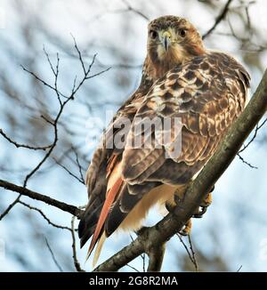 Una bella arroccata Red coda Hawk. Foto Stock