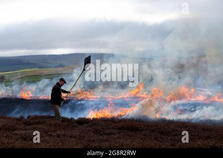 Tom Adamson, Gamekeeper della Bolton Abbey Estate utilizza un Batter per soffocare le fiamme durante l'ustioni di Moorland su Barden Moor nelle valli dello Yorkshire Foto Stock