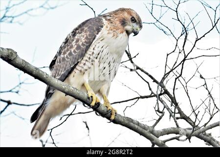 Bella arroccata Red coda Hawk scansione il terreno per la preda. Foto Stock
