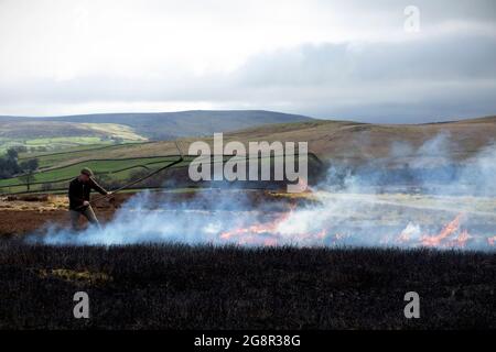 Tom Adamson, Gamekeeper della Bolton Abbey Estate utilizza un Batter per soffocare le fiamme durante l'ustioni di Moorland su Barden Moor nelle valli dello Yorkshire Foto Stock