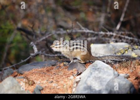 Il morbidente chipmunk si siede su una pietra su uno sfondo sfocato Foto Stock