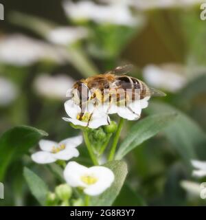 La mosca a strisce raccoglie nettare su fiori bianchi. Fotografia macro. Foto Stock