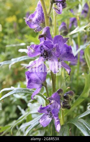 Aconitum napellus ‘Svarietà del parco’ varietà di Aconite Spark – fiori viola a forma di casco e foglie lobate sottili, maggio, Inghilterra, Regno Unito Foto Stock